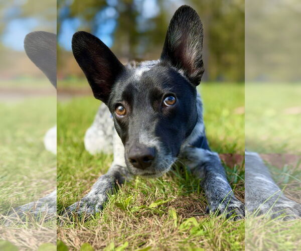 Medium Photo #3  Puppy For Sale in , 