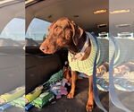 Small #4 Doberman Pinscher