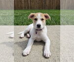 Small #1 Aussie Pyrenees