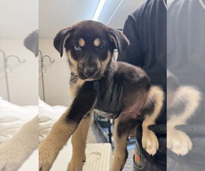 Mutt Dogs for adoption in Calgary, Alberta, Canada