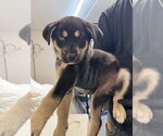 Small Mutt