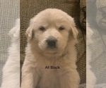 Small Photo #7 Pyredoodle Puppy For Sale in MARION, IN, USA