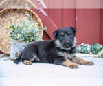 Small Photo #48 German Shepherd Dog Puppy For Sale in PARKESBURG, PA, USA