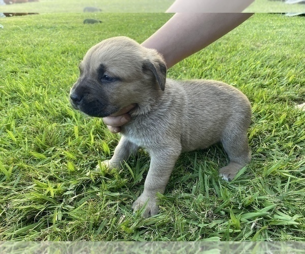 Medium Photo #19 Cane Corso Puppy For Sale in BELGRADE, MT, USA