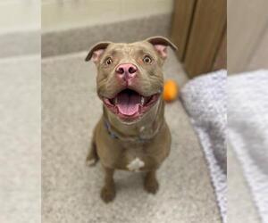 Staffordshire Bull Terrier Dogs for adoption in Brighton, CO, USA