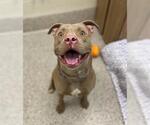 Small Staffordshire Bull Terrier