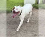 Small #2 Mutt