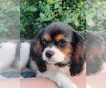 Small Photo #1 Cavalier King Charles Spaniel Puppy For Sale in GRAND JUNCTION, MI, USA