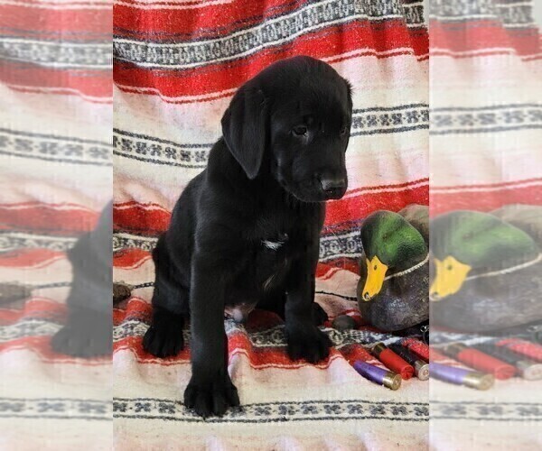 Medium Photo #87 Labrador Retriever Puppy For Sale in MERIDEN, KS, USA