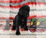 Small Photo #87 Labrador Retriever Puppy For Sale in MERIDEN, KS, USA