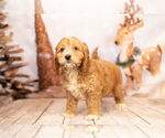 Small Photo #3 Cocker Spaniel-Poodle (Miniature) Mix Puppy For Sale in WARSAW, IN, USA