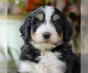 Bernedoodle Puppy for sale in DENVER, PA, USA