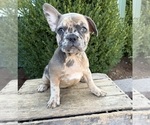 Small #1 French Bulldog