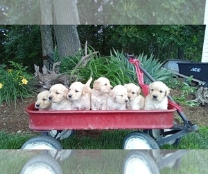 Golden Retriever Puppy for Sale in SINGERS GLEN, Virginia USA