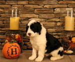 Small Photo #2 Old English Sheepdog Puppy For Sale in STANLEY, VA, USA