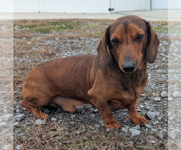 Medium Photo #1 Dachshund Puppy For Sale in Shelbyville, TN, USA