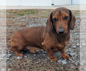Dachshund Dogs for adoption in Shelbyville, TN, USA