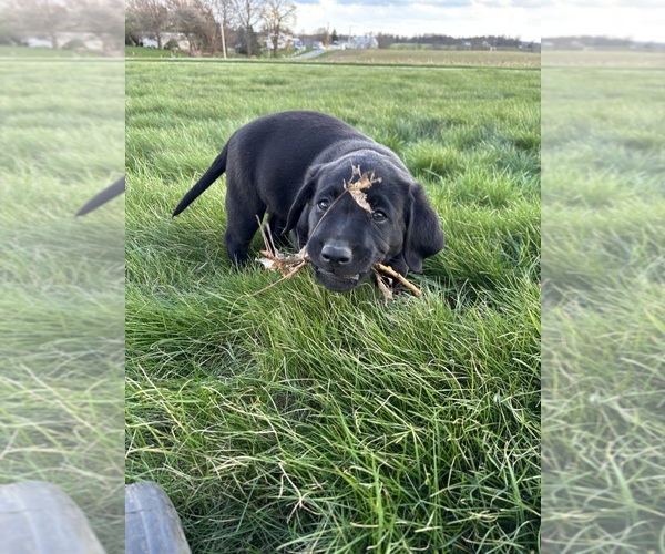 Medium Photo #3 Labrador Retriever Puppy For Sale in FREDERICKSBG, OH, USA