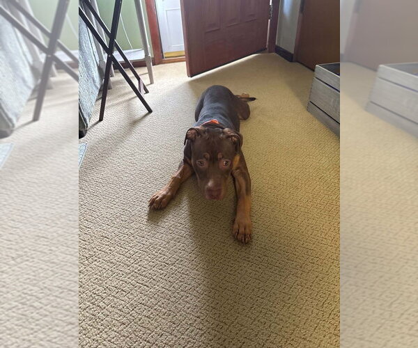 Medium Photo #2 Mutt Puppy For Sale in Springdale, PA, USA