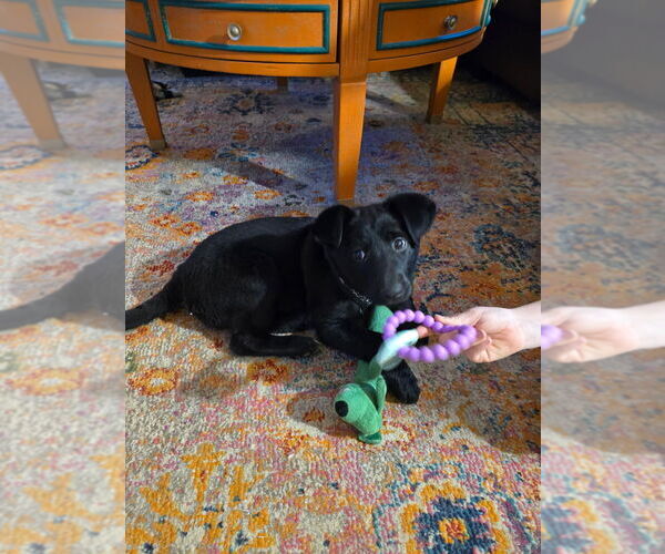 Medium Photo #3 Labrador Retriever-Unknown Mix Puppy For Sale in Aurora, IN, USA