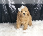 Small #4 Poodle (Toy)