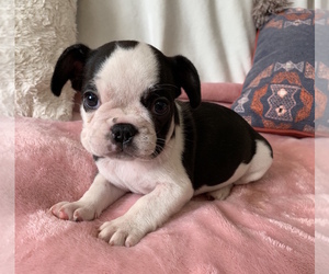 French Bulldog Puppy for sale in CHARLESTON, SC, USA