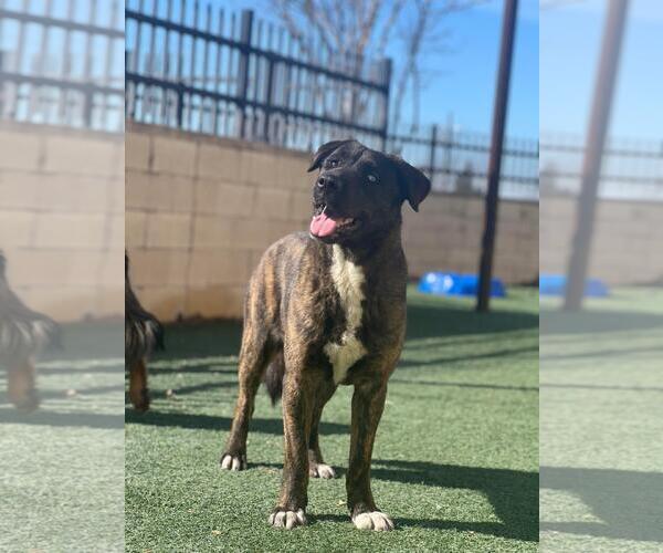 Medium Photo #1 Gerberian Shepsky Puppy For Sale in Rockwall, TX, USA