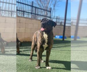 Gerberian Shepsky Dogs for adoption in Rockwall, TX, USA