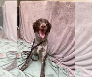 Australian Shepherd-Unknown Mix Dogs for adoption in Ogden, UT, USA