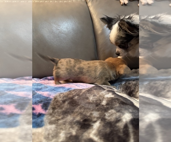 Medium Photo #8 Chihuahua Puppy For Sale in TWINING, MI, USA