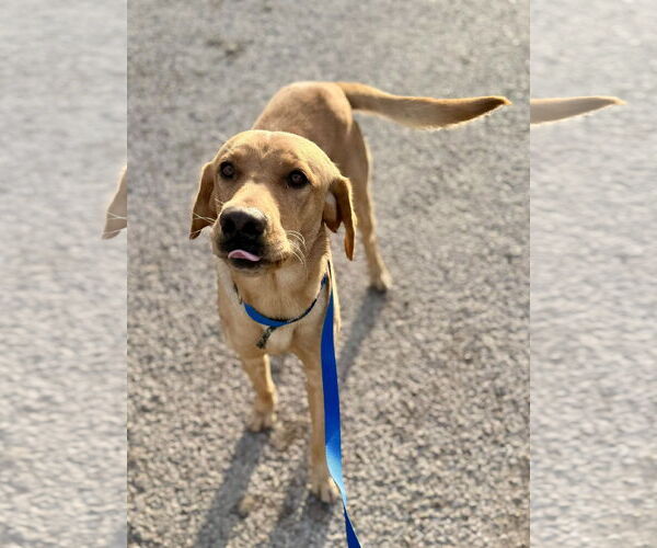 Medium Photo #8 Labrador Retriever-Unknown Mix Puppy For Sale in Oakhurst, NJ, USA