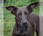 Small Doberman Pinscher Mix