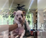 Small #3 American Bulldog