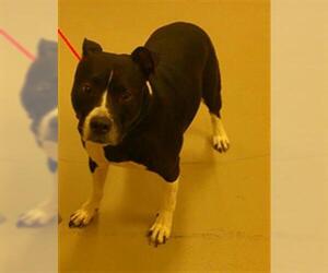 Mutt Dogs for adoption in Sanford, FL, USA