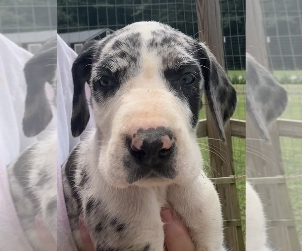 Medium Photo #8 Great Dane Puppy For Sale in CLANTON, AL, USA
