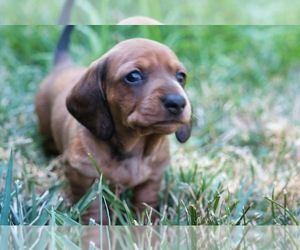 Dachshund Puppy for sale in NEVADA CITY, CA, USA