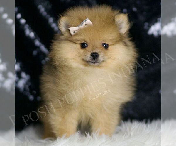 Medium Photo #4 Pomeranian Puppy For Sale in WARSAW, IN, USA