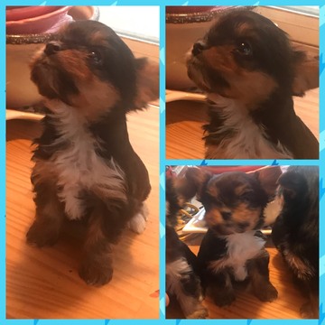 Medium Photo #4 Yorkshire Terrier Puppy For Sale in COOKSTOWN, NJ, USA