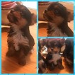 Small Photo #4 Yorkshire Terrier Puppy For Sale in COOKSTOWN, NJ, USA