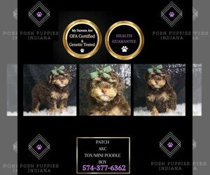 Poodle (Toy) Puppy for sale in WARSAW, IN, USA