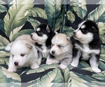Small Photo #9 Pomsky-Siberian Husky Mix Puppy For Sale in WINDERMERE, FL, USA