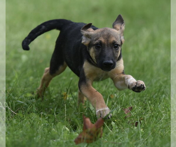 Medium Photo #1 Mutt Puppy For Sale in Mechanicsburg, PA, USA