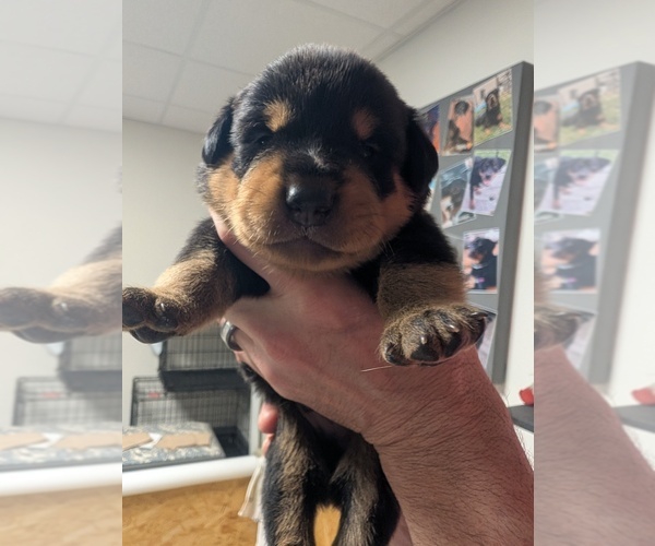 Medium Photo #10 Rottweiler Puppy For Sale in CANDIA, NH, USA