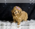 Small Photo #70 Poodle (Miniature) Puppy For Sale in WARSAW, IN, USA