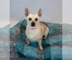 Small Photo #4 Jack Russell Terrier-Unknown Mix Puppy For Sale in Kennesaw, GA, USA