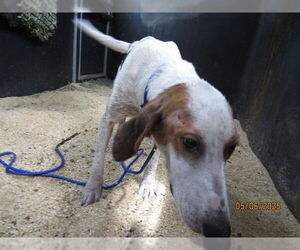 Treeing Walker Coonhound Dogs for adoption in Ocala, FL, USA