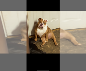 Mother of the Bulldog puppies born on 07/14/2025