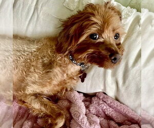 Tiny Tim - Male Poodle (Miniature)-Unknown Mix Dog for Adoption - Photo #3