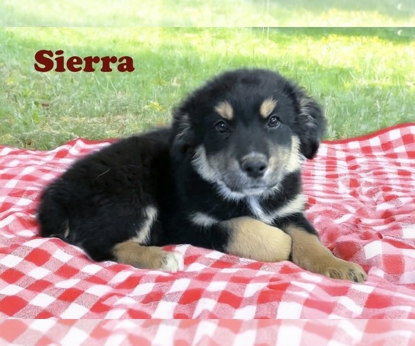 Medium Photo #17 Australian Shepherd Puppy For Sale in WILLIAMS, AZ, USA