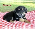 Small Photo #17 Australian Shepherd Puppy For Sale in WILLIAMS, AZ, USA
